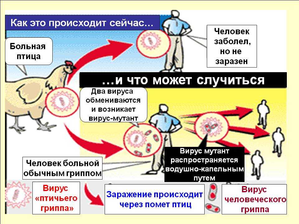 Заболевания кур