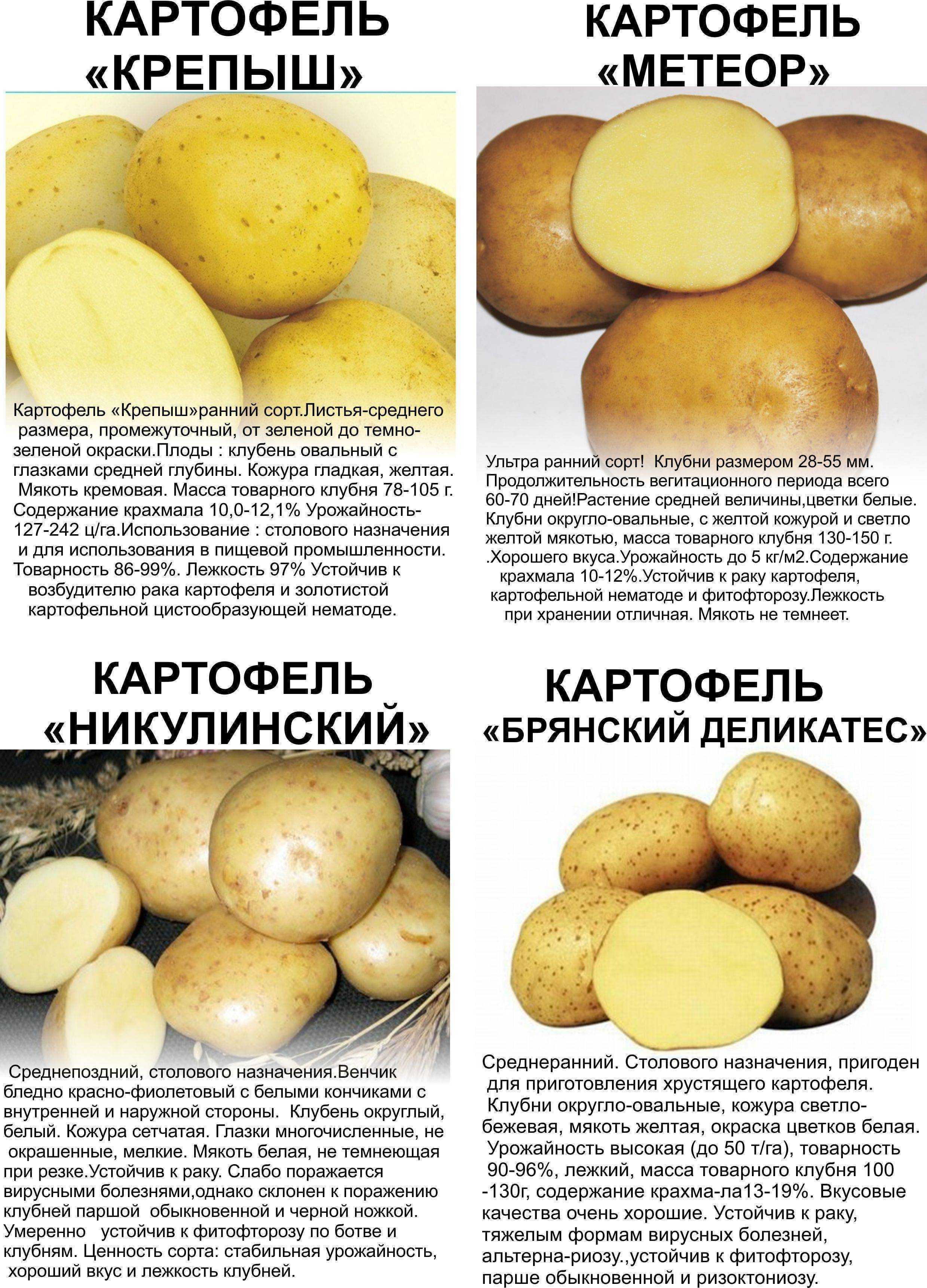 Описание картофеля голубизна, особенности выращивания из семян