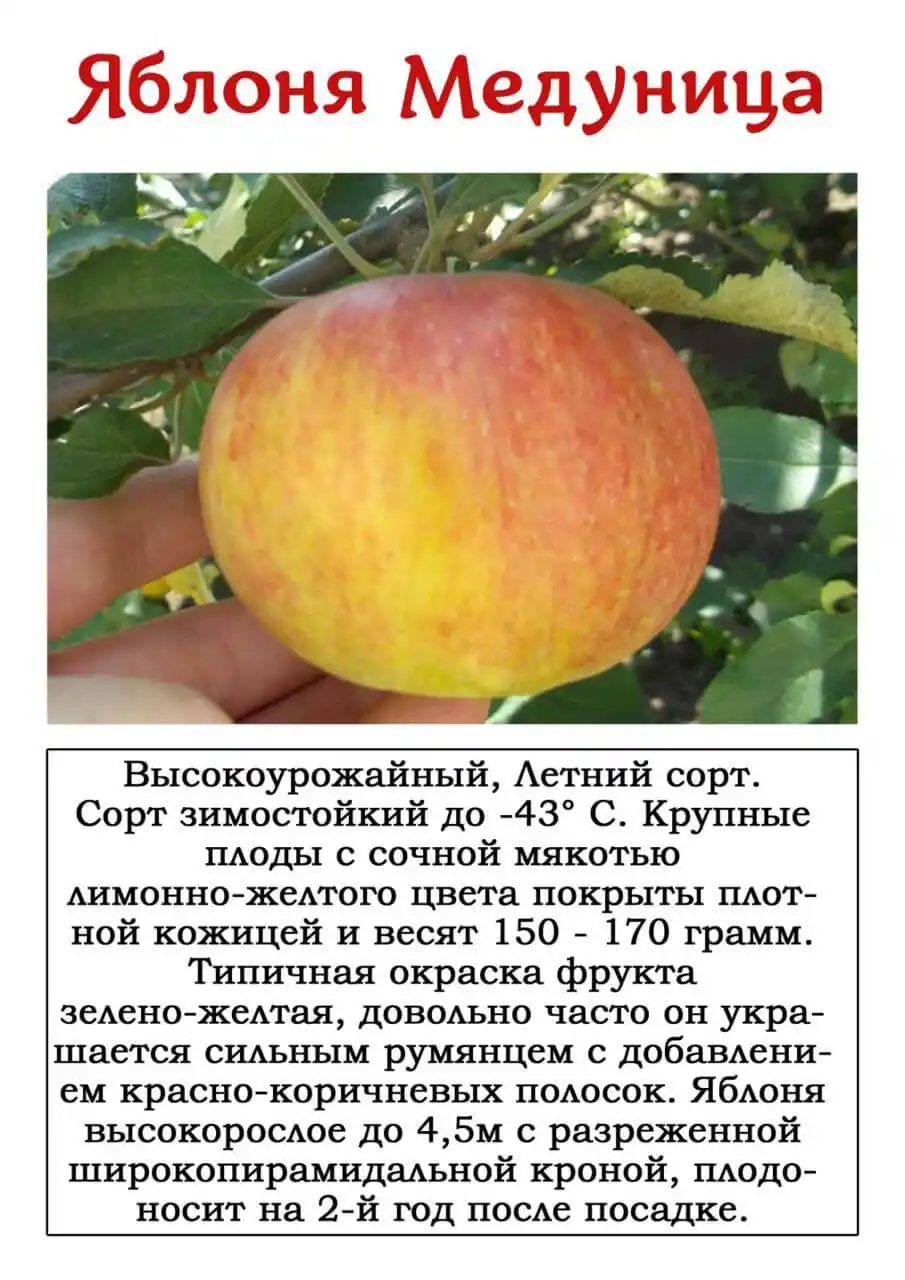 Колоновидная яблоня