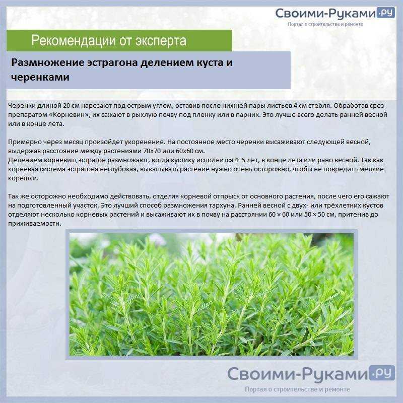Эстрагон - применение, полезные свойства, противопоказания, фото