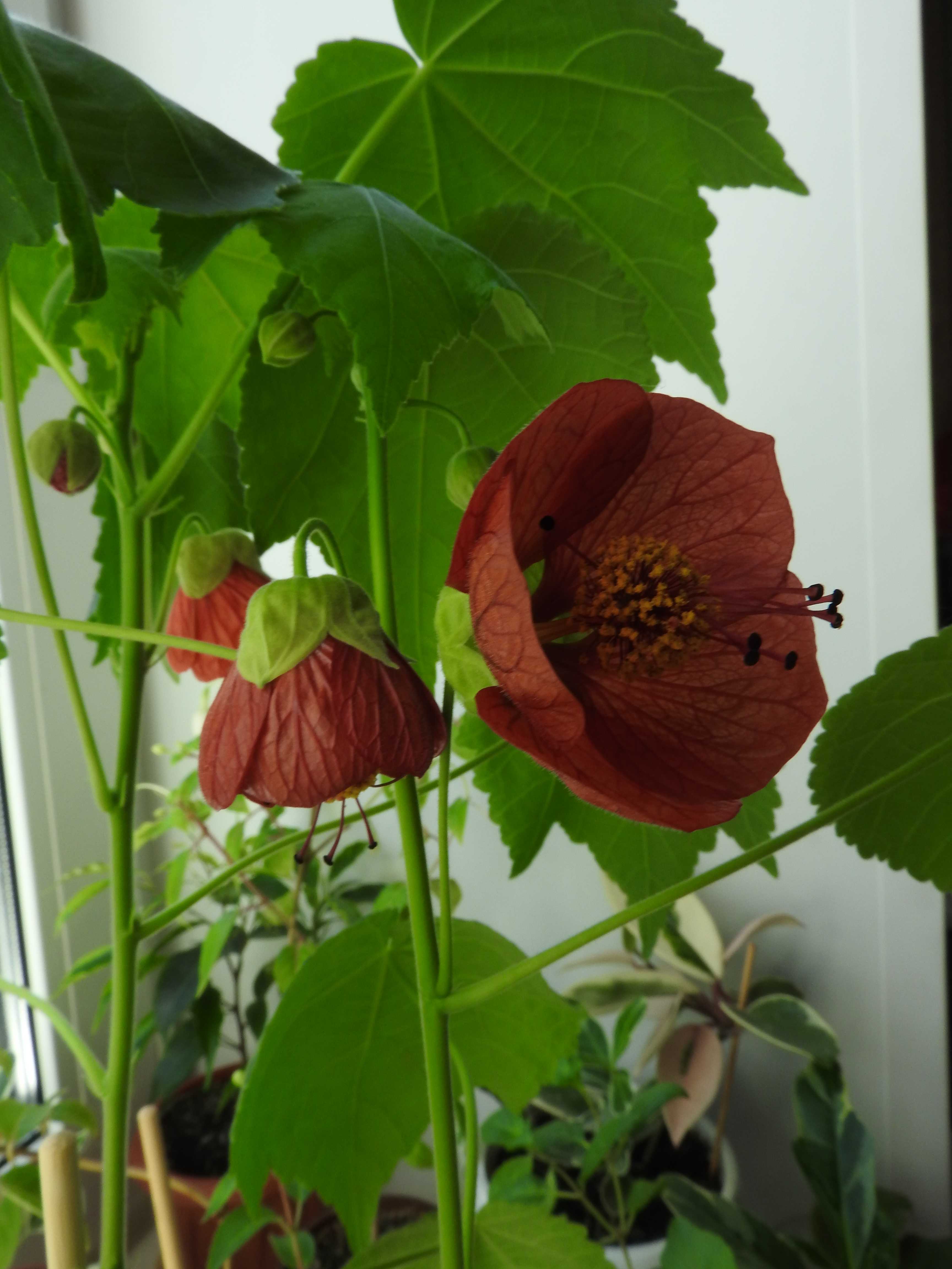 Абутилон (abutilon). описание, виды и уход за абутилоном - флористика на "pionsad.ru"
