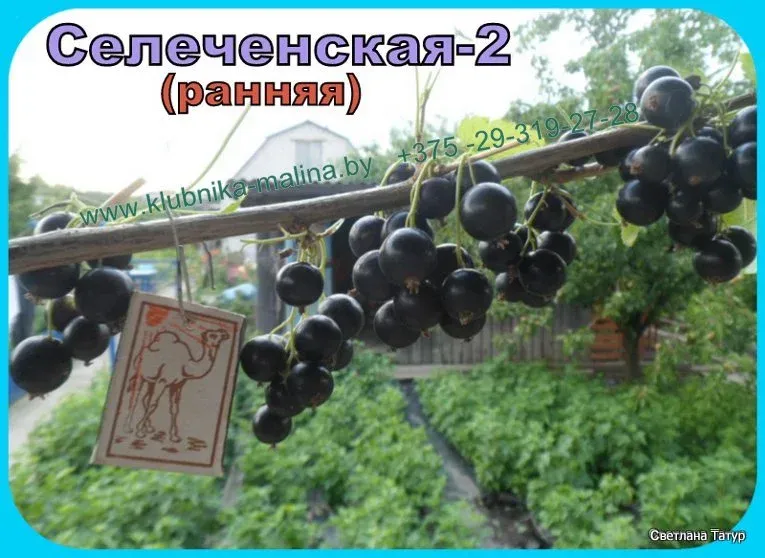 Чёрная смородина селеченская и селеченская 2: описание и характеристика сортов, достоинства и недостатки, особенности посадки и ухода + фото и отзывы