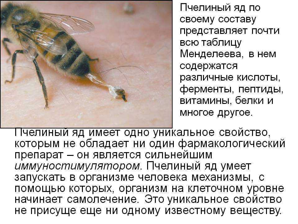 Чем полезен укус пчелы для человека