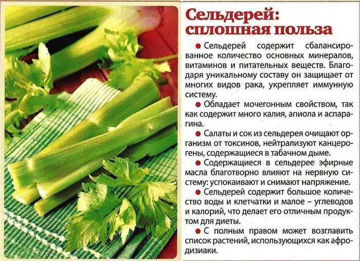 Cельдерей - лечебные свойства и противопоказания