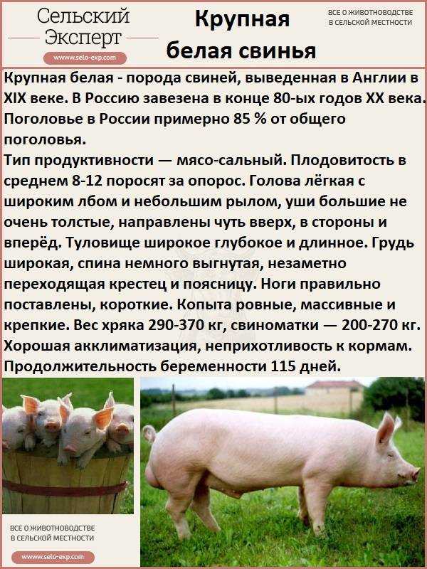 Крупная белая порода свиней – характеристики, описание, выращивание 2021