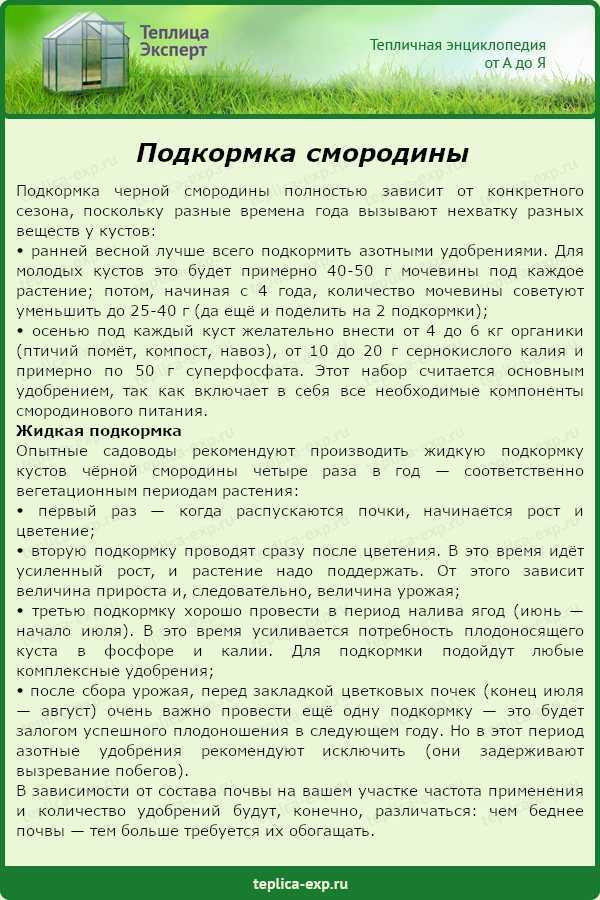 Подкормка крыжовника весной: сроки, удобрения (минеральные и органические)