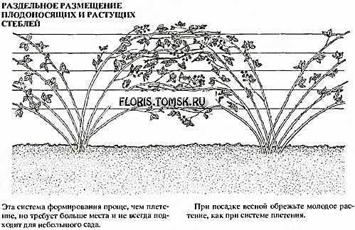 Обрезка ежевики весной для начинающих в картинках пошагово