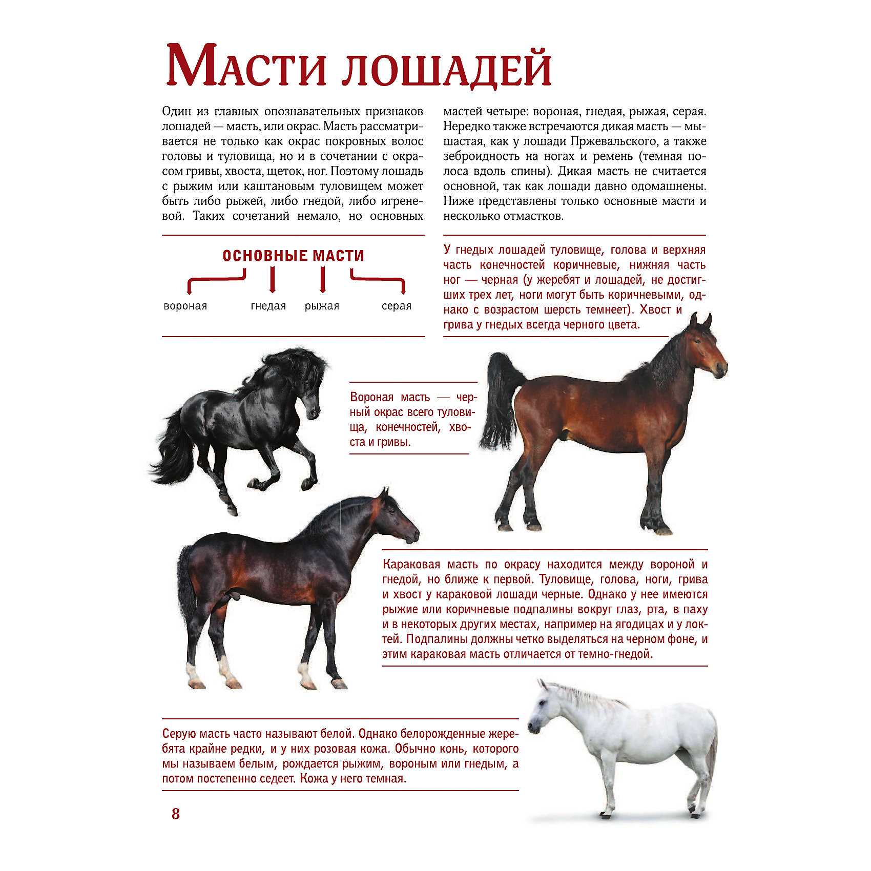Каурая лошадь: фото, описание масти, характеристики, рекомендации по уходу
