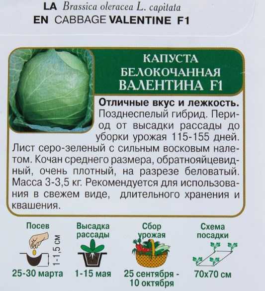 Когда лучше выполнить посадку капусты в открытый грунт