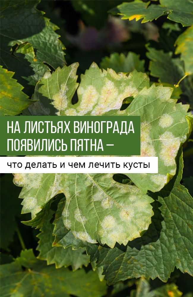 Все основные болезни винограда: профилактика и их лечение