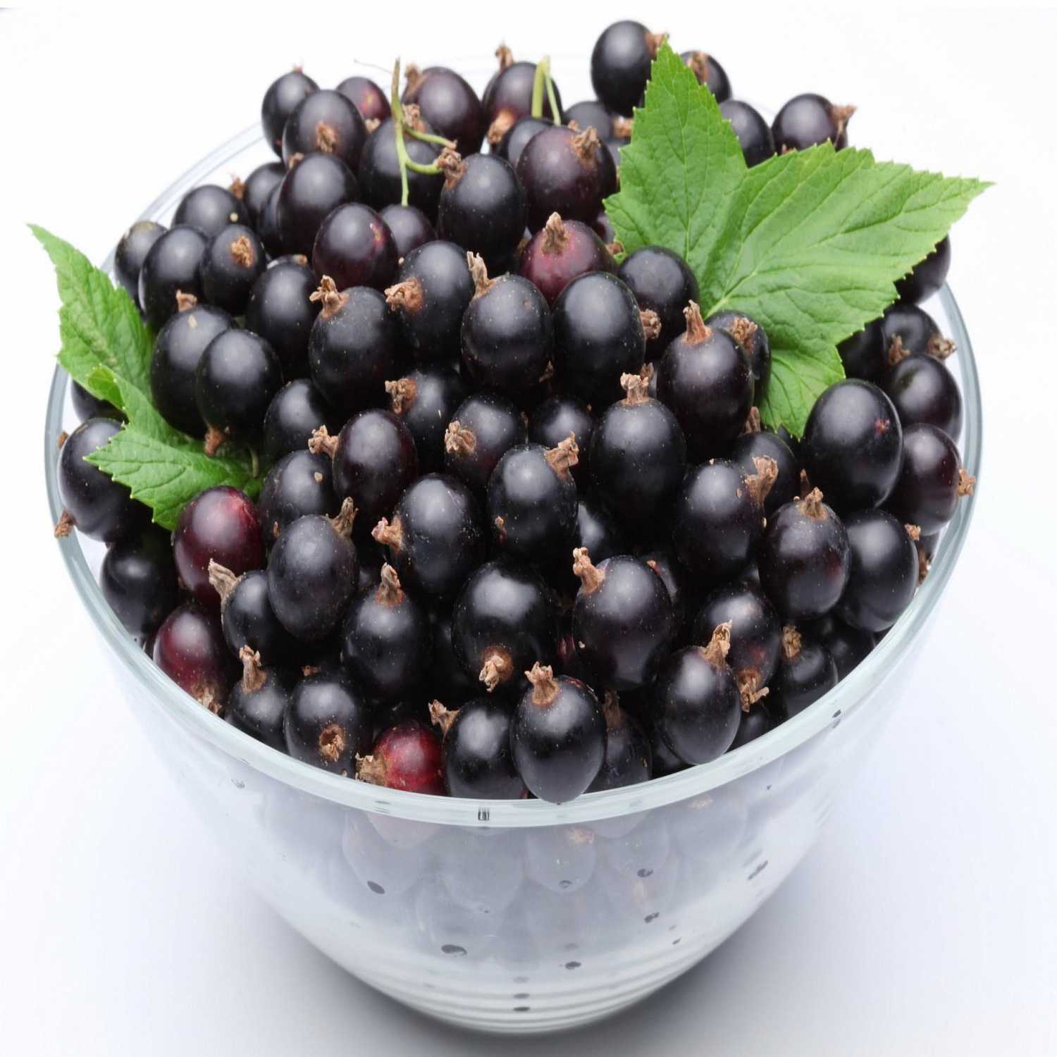 Смородина геркулес (геракл) чёрная: описание сорта с фото, урожайность, вкусовые качества