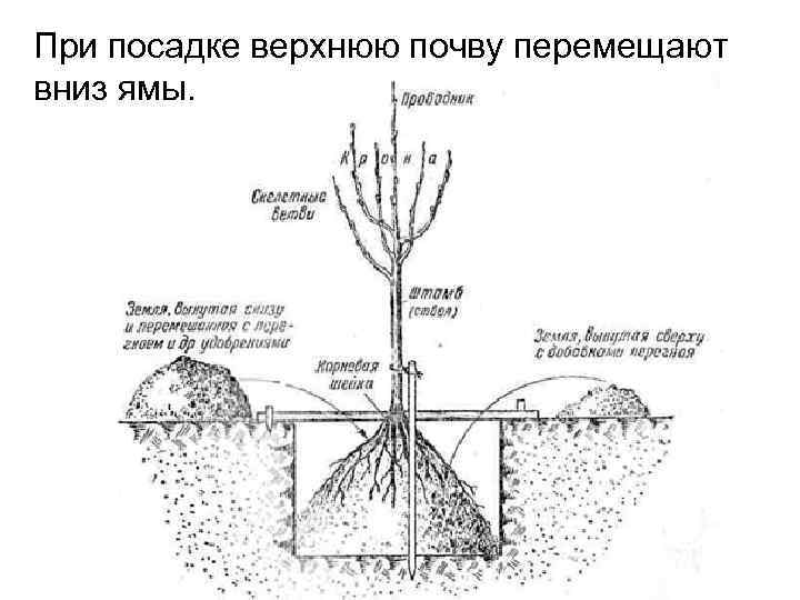 Все тонкости выращивания подвоя для яблони