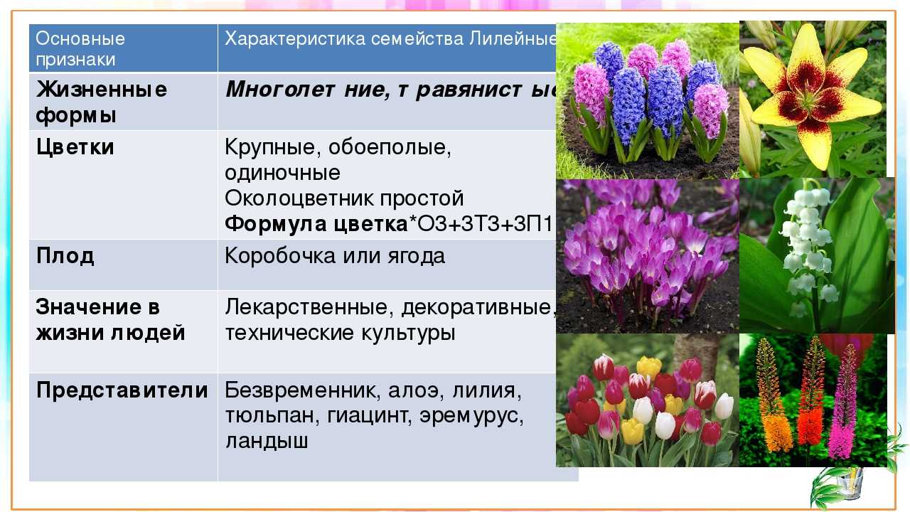 Размножение многолетних флоксов
