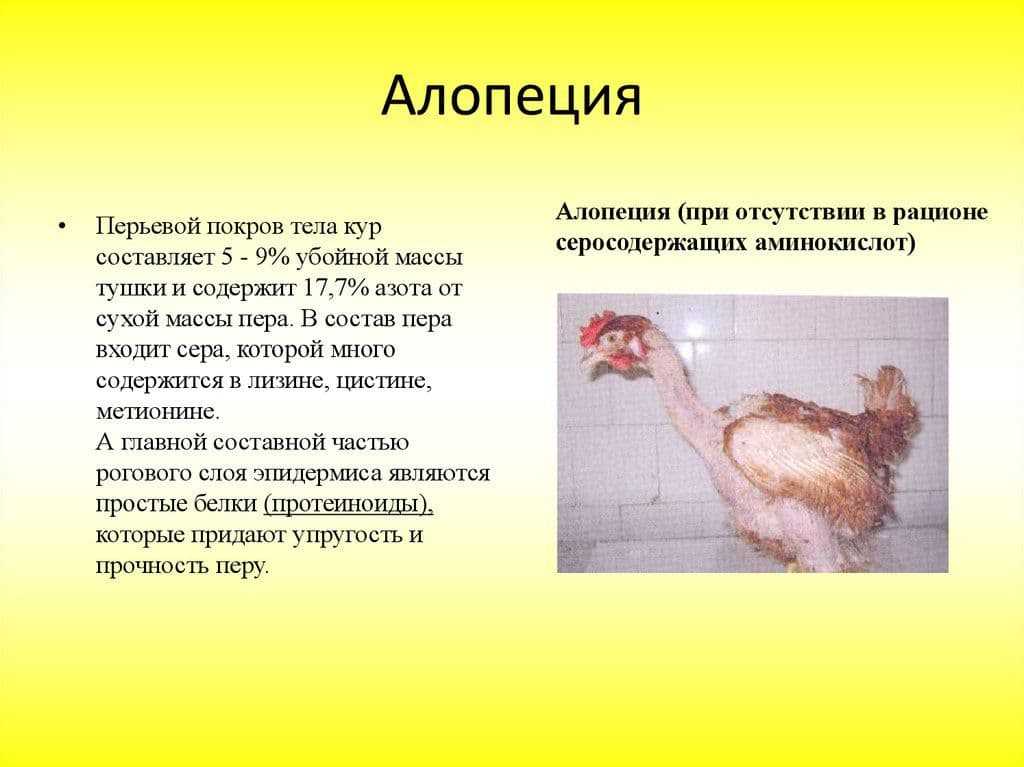 Куры лысеют: советы ветеринара, почему выпадают перья зимой