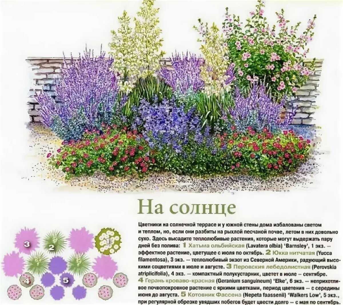 Засухоустойчивые многолетники для солнечных мест - лучшие виды