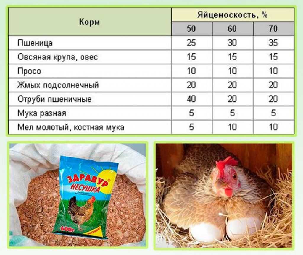 Кормление кур-несушек, как давать комбикорм и в каком виде, заваривать или нет, можно ли сухой