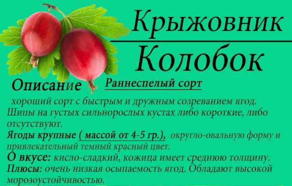 Крыжовник Колобок: описание и характеристики сорта, посадка и выращивание