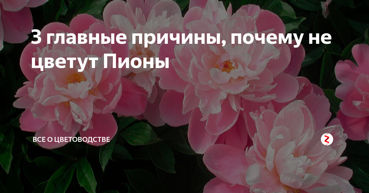 Почему не цветут пионы: как заставить зацвести