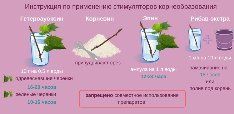 Размножение гортензии черенками на supersadovnik.ru
