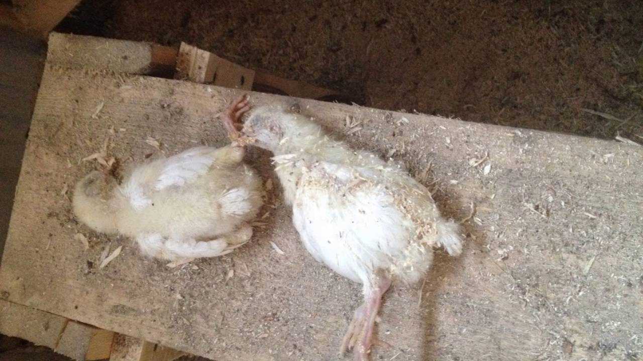 Утки падают на ноги: причины и лечение