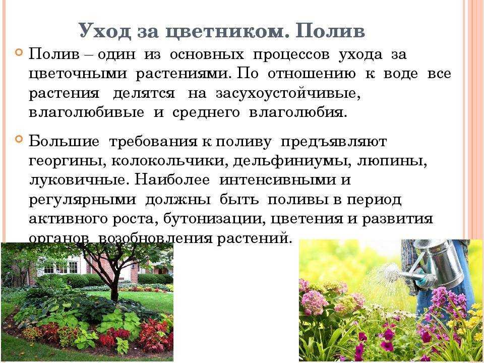 Посадка и уход за лилиями: полив, подкормки, укрытие на зиму. как покупать лилии