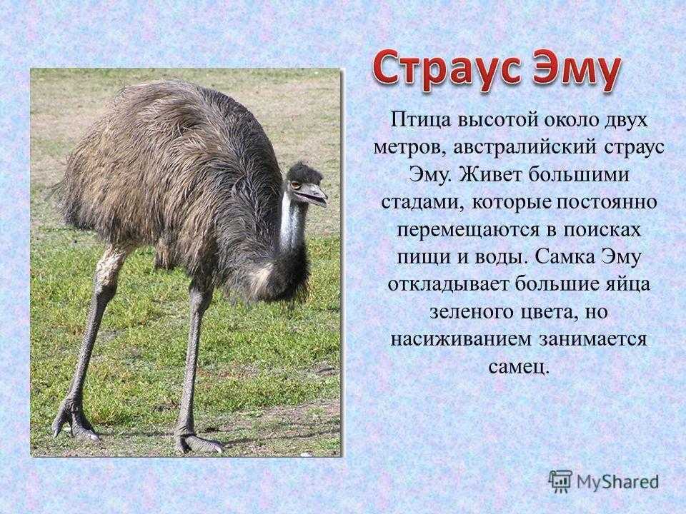 Страус эму: описание и отличия от других пород, где обитает и разведение