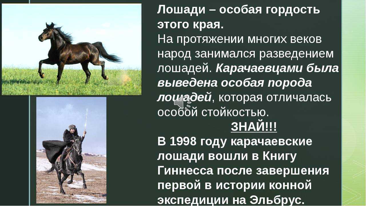 Лошадь кабардинской породы: кабардинский конь один из самых старейших в мире