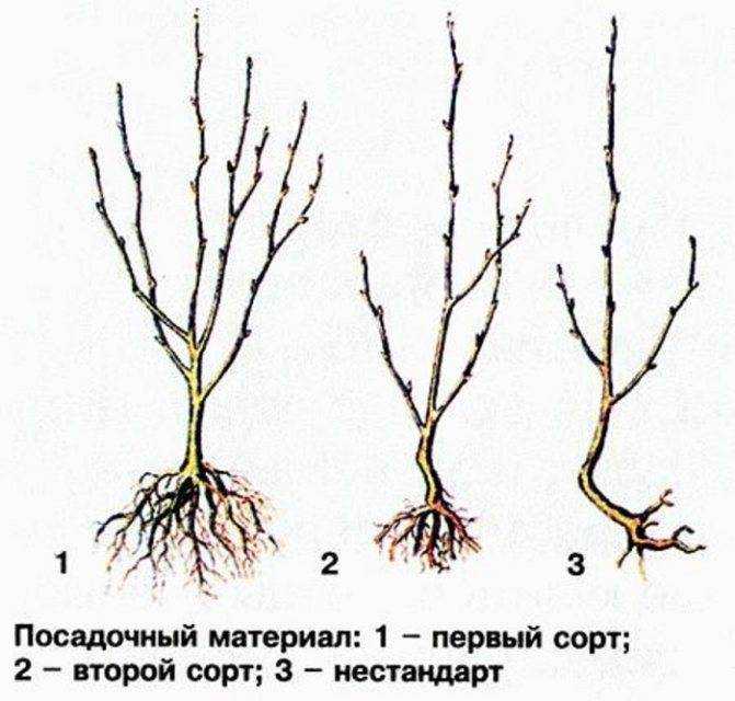 Посадка вишни весной: как посадить вишню саженцами, пошаговая инструкция для начинающих