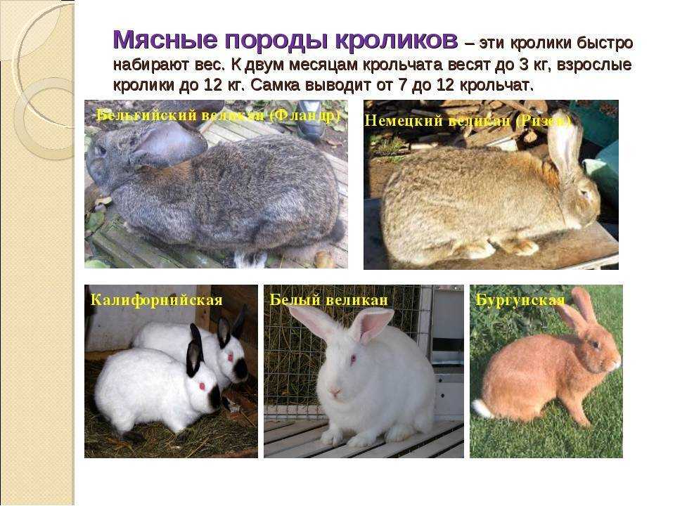 Породы кроликов: описание и разновидности