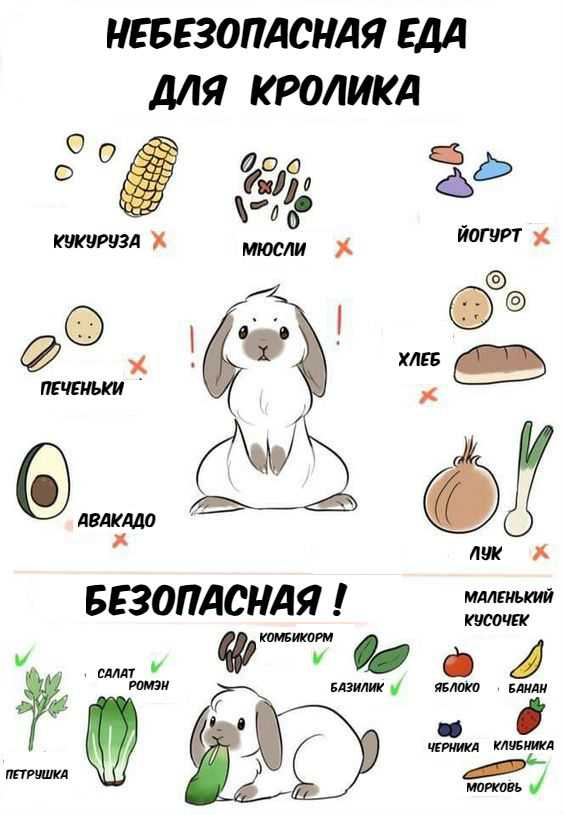Кормление кроликов в домашних условиях: что должно входить в рацион питания и чем нельзя кормить кроликов