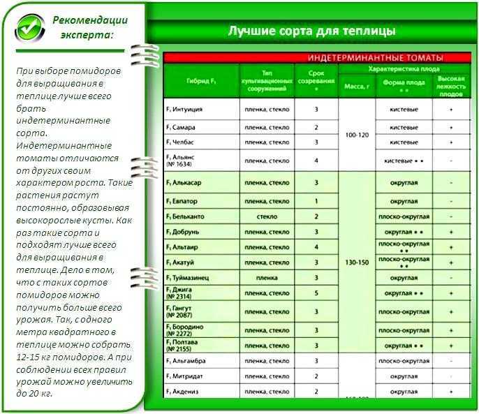 Капуста мегатон: выращивание и уход за сортом