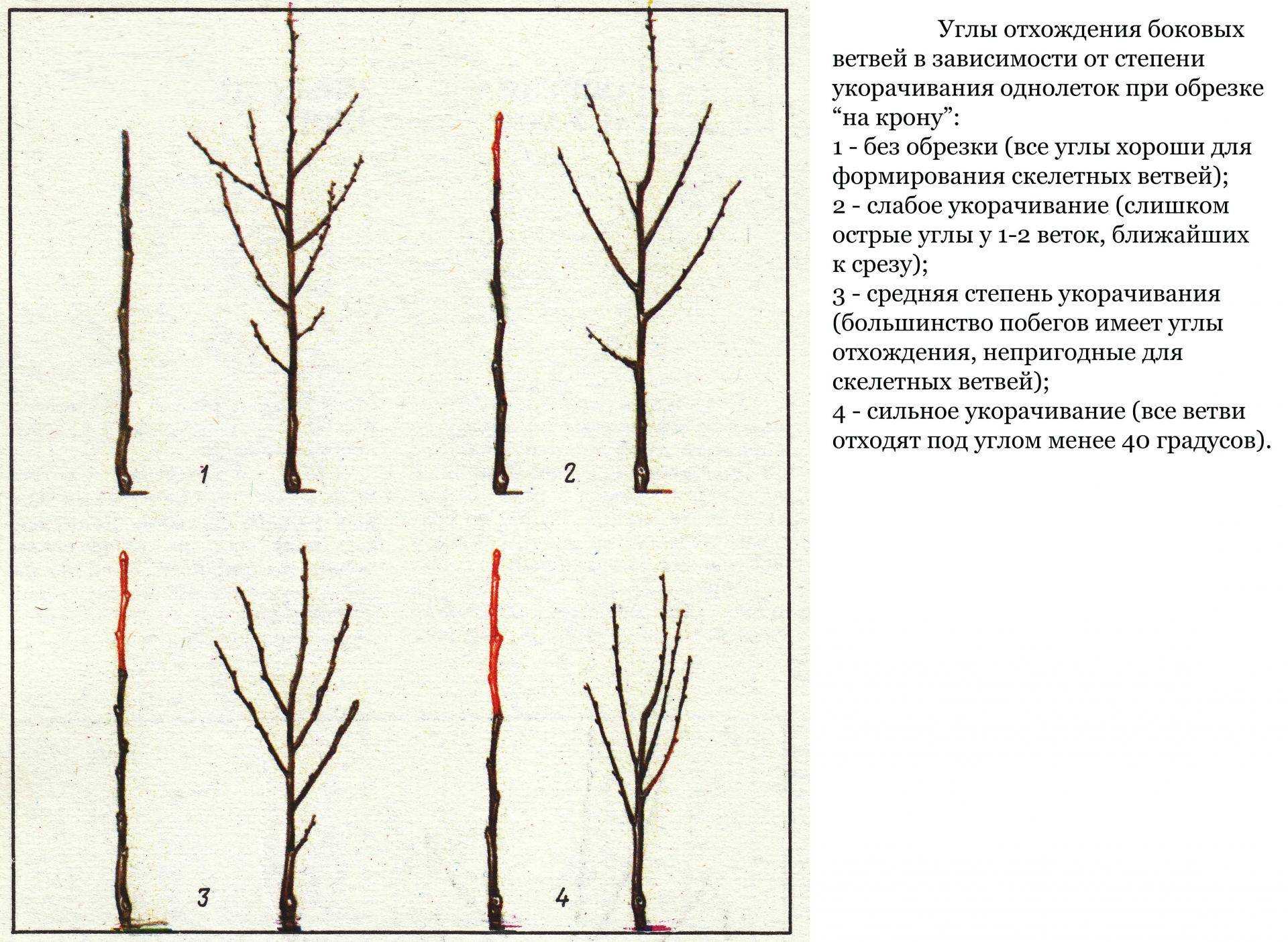 Персик: посадка, уход и обрезка