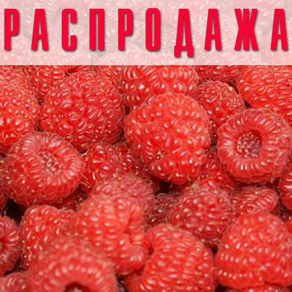 Малина херитейдж: описание сорта, фото, отзывы, уход, обрезка