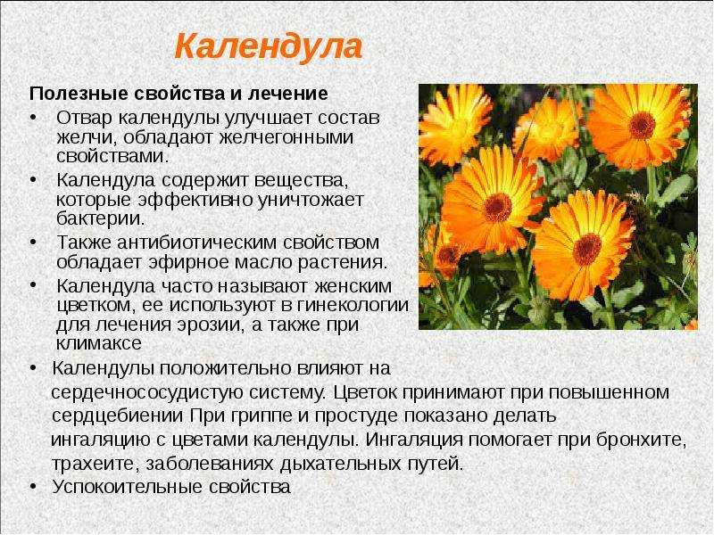 Календула - лечебные свойства и противопоказания, фото