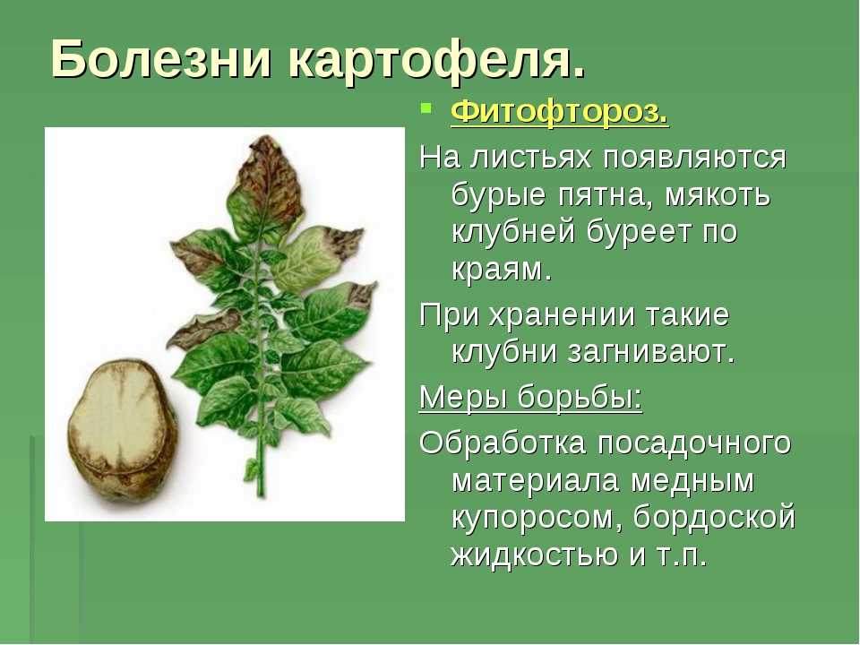 ᐉ гниль красная  растений, как лечить - roza-zanoza.ru