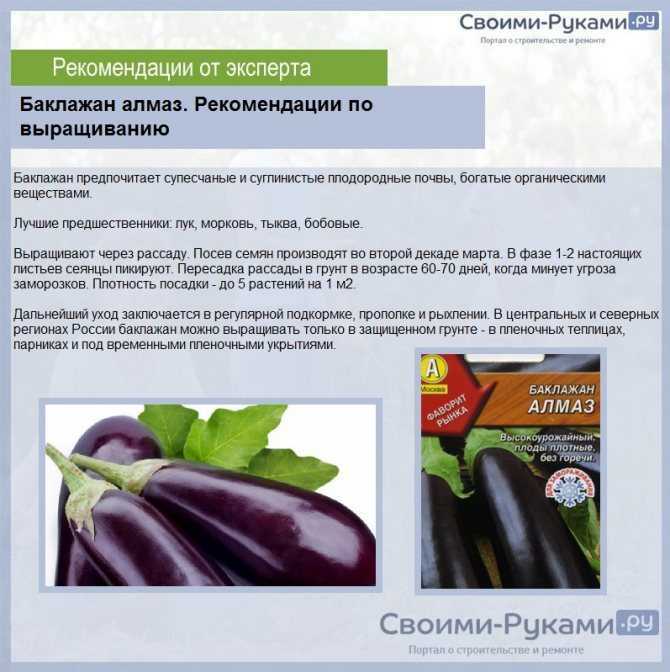 О рассаде баклажанов: выращивание и уход в домашних условиях и открытом грунте
