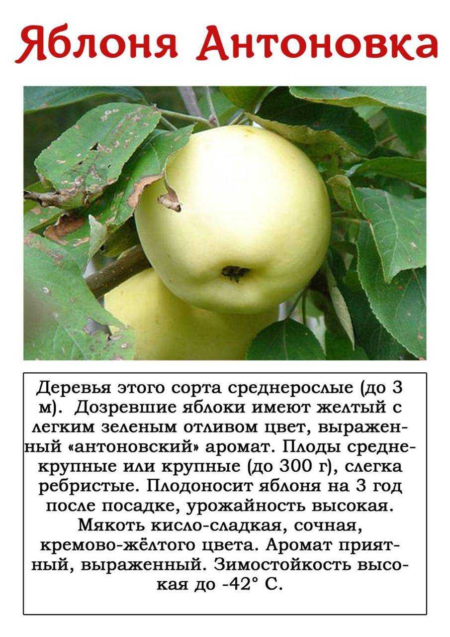 Сорт яблони братчуд — описание, особенности посадки и ухода