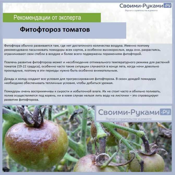 Фитофтороз картофеля – препараты и народные средства для борьбы с фитофторой