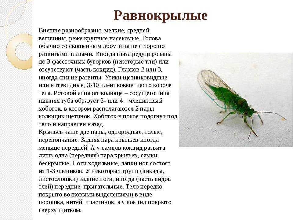 Приметы про ос и их гнезда
