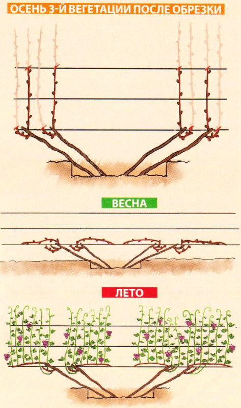 Формировка винограда