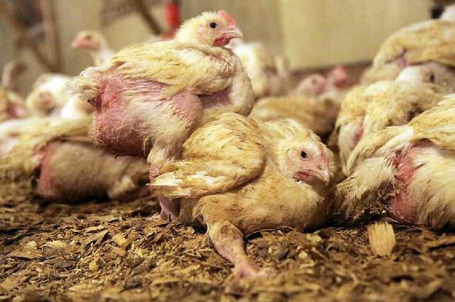Сальмонеллёз птиц — краткая справка — мы продаем комбикорма и бвмк purina для сельскохозяйственных животных и птиц