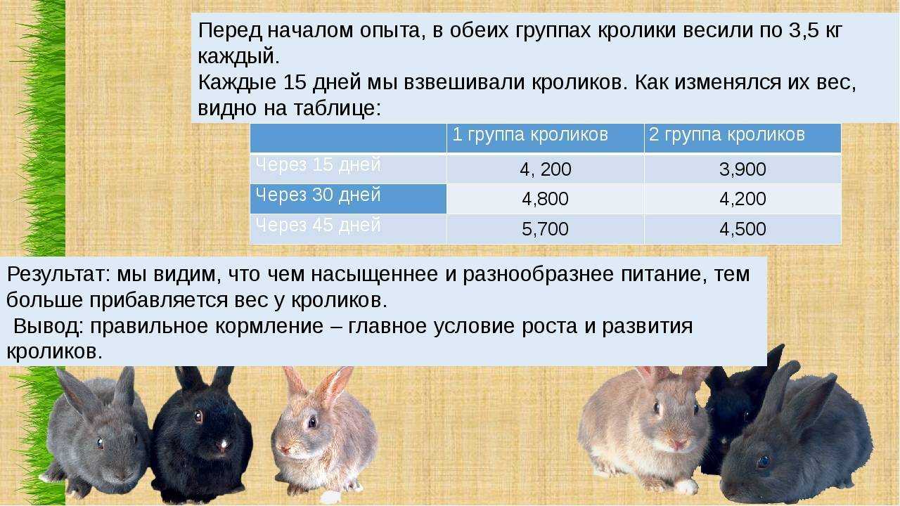 Карликовый кролик: виды, размеры, интересные факты, красивые фото, особенности выбора и содержания в домашних условиях