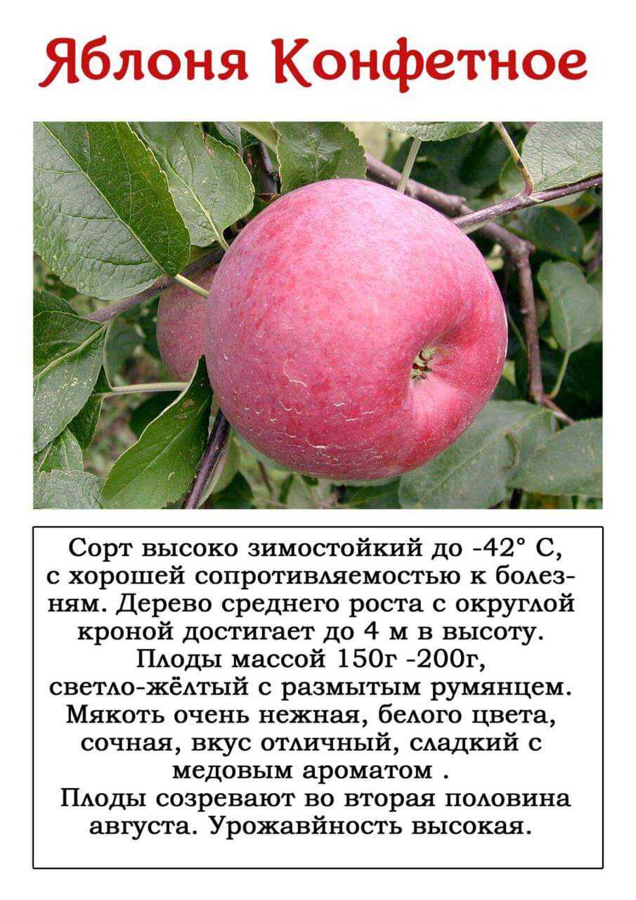 Яблоня коричное полосатое: описание сорта с фото
