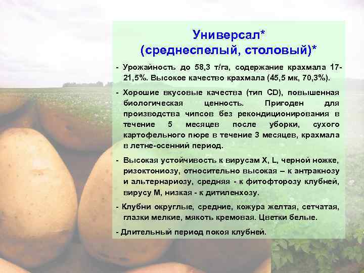 Картофель кемеровчанин: характеристика, правила посадки и ухода