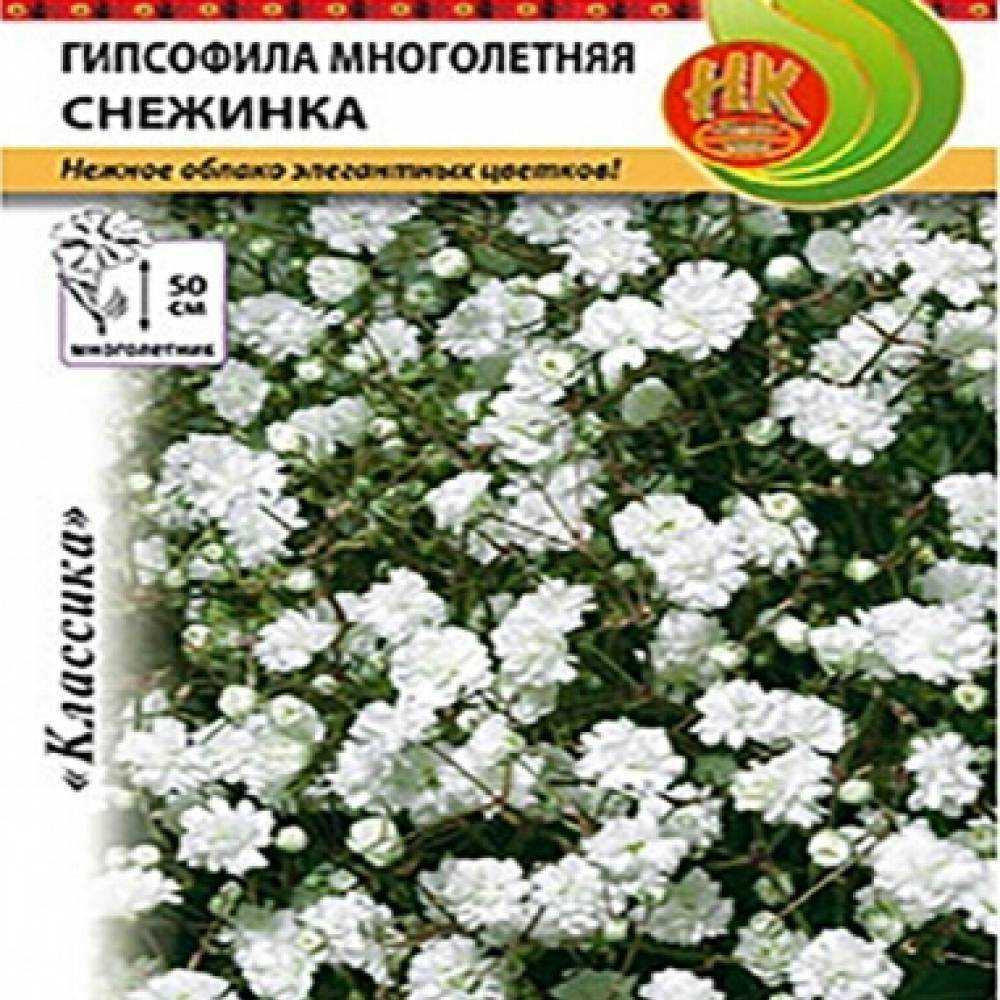 Гипсофила - посадка и уход в открытом грунте (фото), размножение