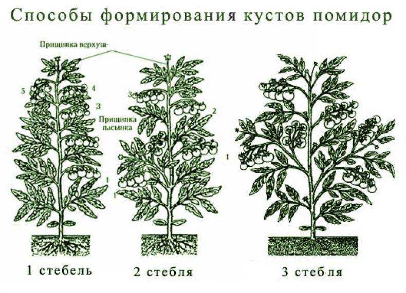 Правила формирования куста георгинов в открытом грунте: пасынкование и прищипывание