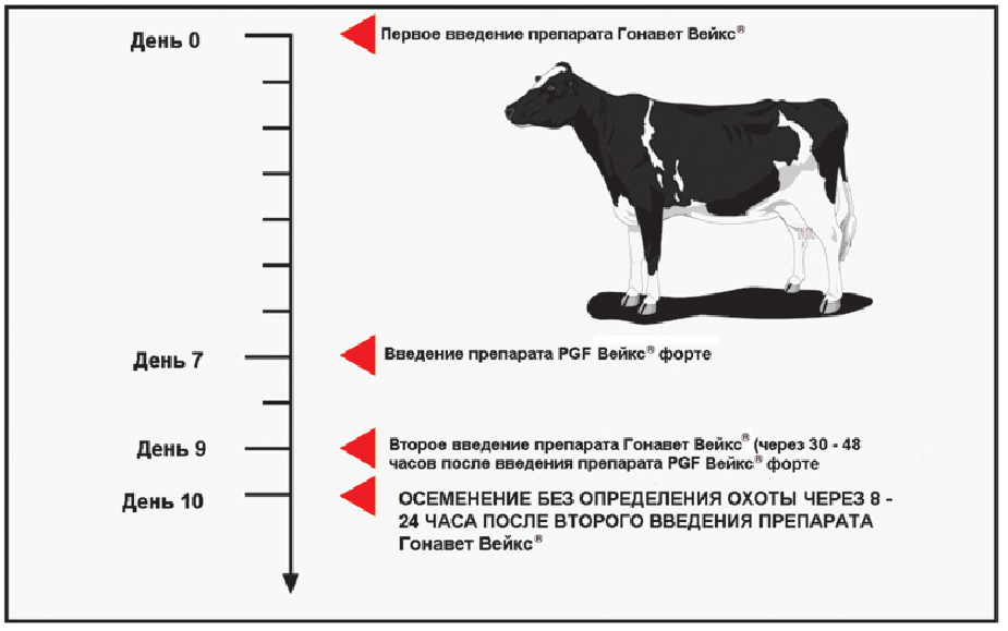 Спаривание (случка) коров с быками: половой цикл, признаки охоты