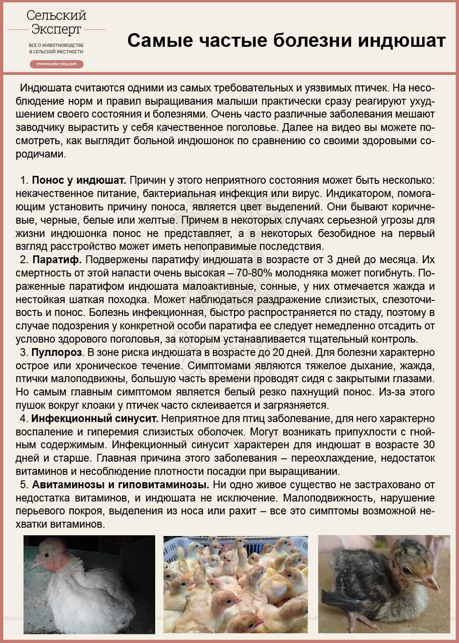 Понос у бройлеров: что делать и чем лечить в домашних условиях? причины, препараты, профилактика