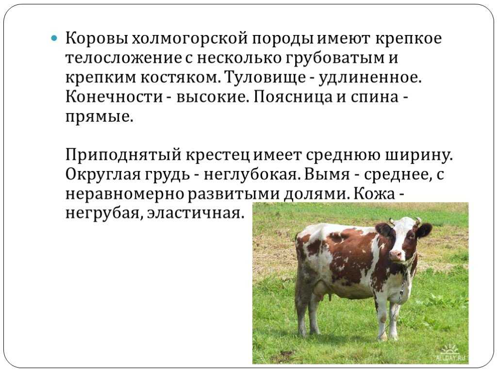 Холмогорская порода коров: описание и характеристики, уход