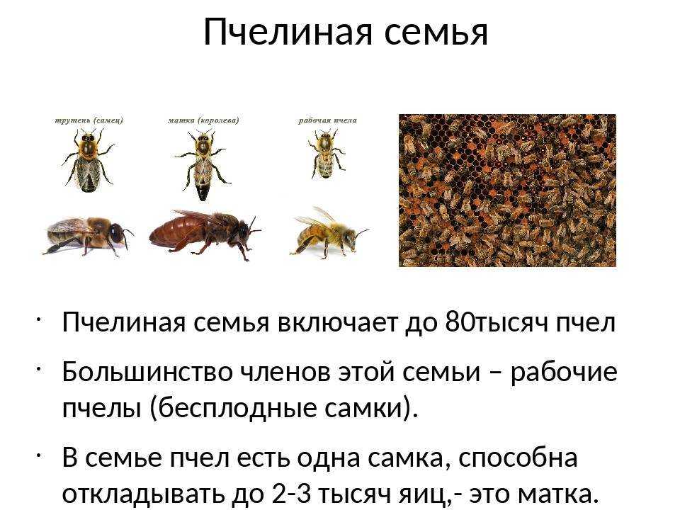 Жизненный цикл рабочей пчелы - развитие пчелы от яйца до пчелы